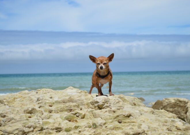 The Hairless Chihuahua: A Unique and Adorable Breed