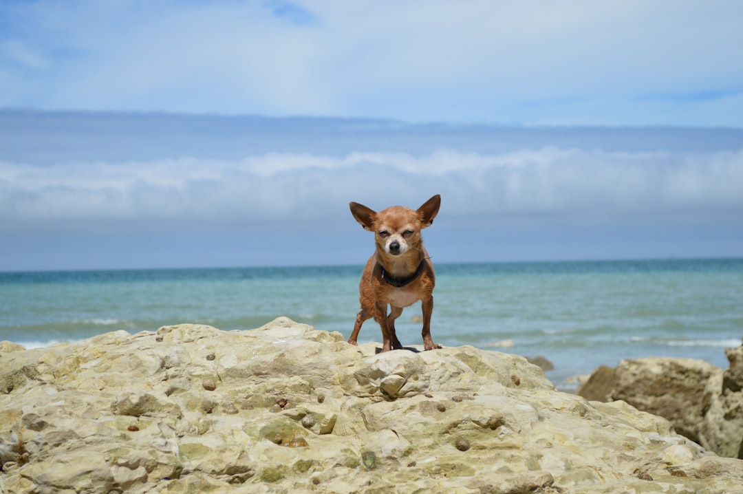 The Hairless Chihuahua: A Unique and Adorable Breed